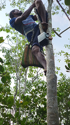 Soundscape team member climbing a tree to service a sensor.