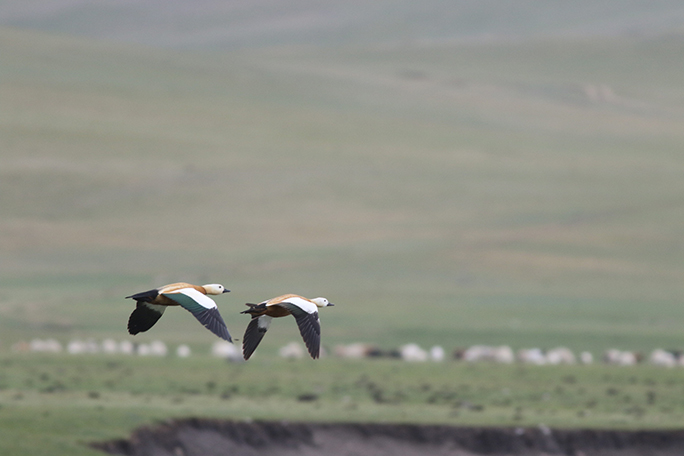 Geese flying with a mountain background.