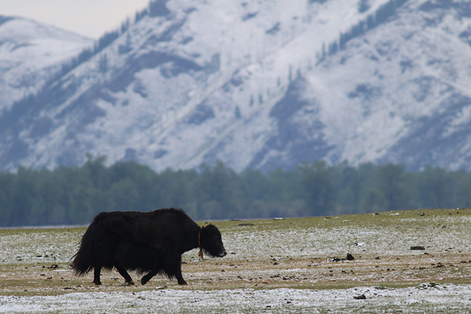 Yak with a snowy mountain background.